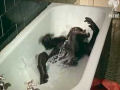 Primeiro banho de um bebê gorila