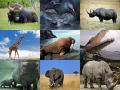 Os 10 maiores animais terrestres