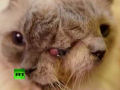 Guinness homologa recorde de longevidade para gato com duas caras