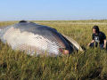 Encontram baleia morta a 800 metros da praia