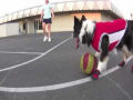 Petey, um cão que provavelmente joga vôlei e basquete melhor do que você