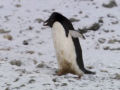 Pinguim criminoso rouba o ninho do vizinho