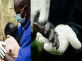 Resgatam um filhote  gorila de caçadores furtivos (9 fotos)