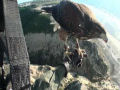 Parahawking, parapente com falcões