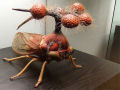 Surrealismo natural: o inseto mais raro do mundo