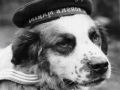 Bamse, um herói canino da marinha norueguesa