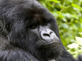 Tenso encontro com um grupo de gorilas-das-montanhas