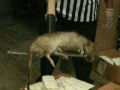 Encontram um rato de um metro em um aloja de Nova Iorque