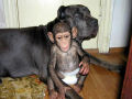 Cadela adota filhote de chimpanzé
