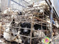 História com final feliz: 1.300 cães resgatados por voluntários chineses