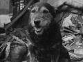 Cães de guerra - Rip, um herói do resgate na Segunda Guerra