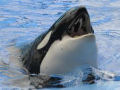 Juiz decide que orcas do Sea World não são gente