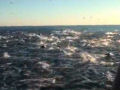 2 mil golfinhos competem em velocidade com um barco apenas para brincar