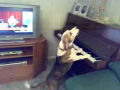 Cão tocando piano e cantando