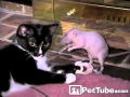Gato e rato brincando