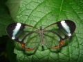 Fotos impressionantes da borboleta transparente