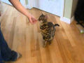 Incríveis truques de um gato-de-bengala