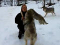 Garota se reúne com matilha de lobos