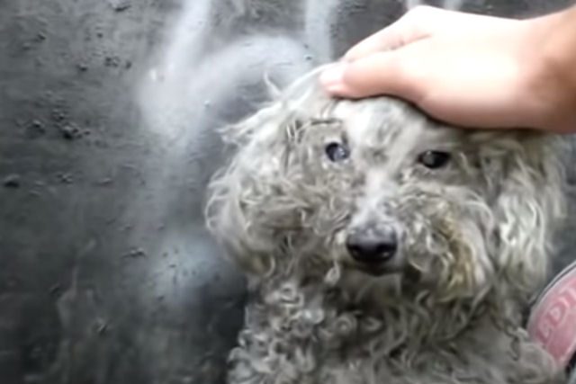 Cadelinha cega  resgatada das ruas e passa por uma transformao incrvel