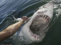 Homem hipnotiza tubarões com o toque