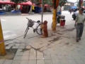 Cãozinho vigia bicicleta de seu dono