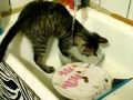 O gato lava-louças
