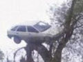 Homem encontra seu carro na copa da árvore ao acordar
