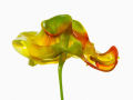 Incríveis salpicos em flores - Fotografia de alta velocidade