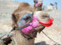Surpreendente galeria de arte em pelos de camelo