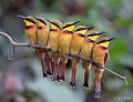 Fotografias do Concurso Mundial de Fotos de Pássaros 2012 