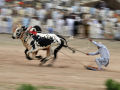 As tradicionais corridas de boi do Paquistão