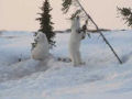 Filhotes de urso polar brincando