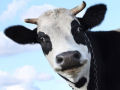 Adolescente é condenado a casar com uma vaca após abusar dela