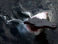 O ataque de um tubarão branco visto de cima