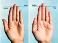 O tamanho dos dedos da mão reflete-se no tamanho do pênis e outros comportamentos