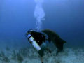 Golfinho tenta acasalar com mergulhador