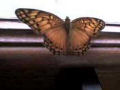 Efeito borboleta, o curta