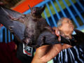 Preparando uma pratada de morcegos na Indonésia