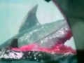 Tubarão de Bollywood: o mais drámatico filme jamais visto?