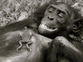 Um caso de amor tórrido entre um chimpanzé e um sapo