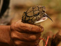 Vila das Cobras na Tailândia, onde homens e cobras vivas em harmonia