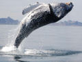 O incrível agradecimento de uma baleia jubarte depois de ser resgatada de uma rede de pesca