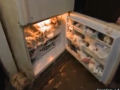 Mulher mantinha 100 gatos mortos na sua geladeira