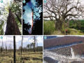 Especialistas advertem de que a Terra está ficando sem super-árvores