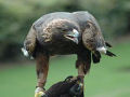 Uma águia real tenta caçar um bebê em um parque