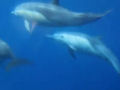 Turistas gravam incomum bando de golfinhos na Califórnia