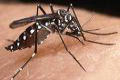 Cartilha de Combate à Dengue