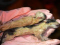 Voluntários resgatam 1000 gatos do abate na China depois de acidente de caminhão