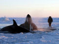 Orcas ficam presas no gelo da Baía de Hudson, no Canadá