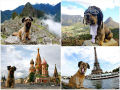 As belas aventuras de Oscar, o cão viajante